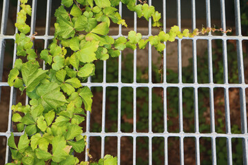 Ivy on Metal Grate Framed
