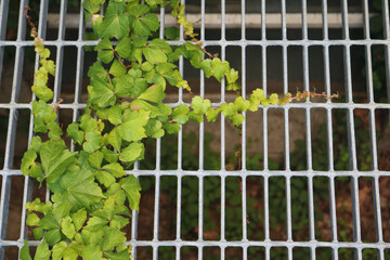 Ivy on Metal Grate Unframed
