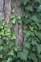 Ivy on Tree Bark