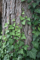 Ivy on Tree Trunk