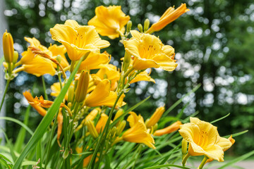 New England summer flowers / blooms / petals