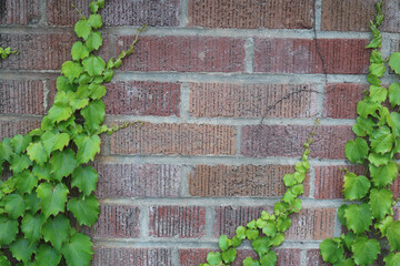 Ivy Starts to Grow on Brick Wall