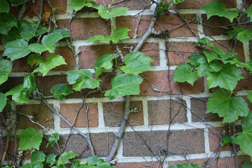 Ivy Vines Closeup