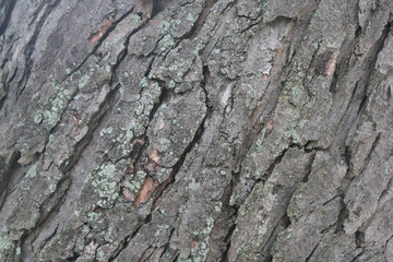 Large Tree Bark