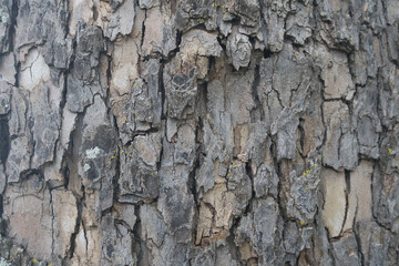 Large Vertical Tree Bark
