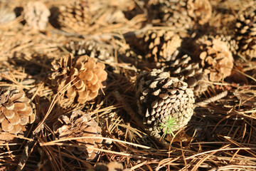 Pine Forest Floor with Small Green Plant