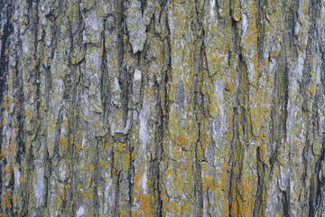 Tree Bark Yellow