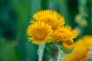 yellow dandelion flower