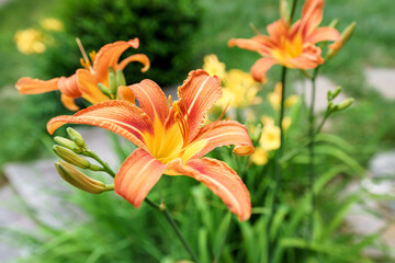 Naklejka premium New England summer flowers / blooms / petals