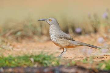 Obraz premium Curve-billed thrasher (Toxostoma curvirostre), South Texas, USA