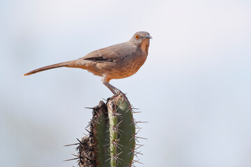 Curve-billed thrasher (Toxostoma curvirostre) on cactus, South Texas, USA