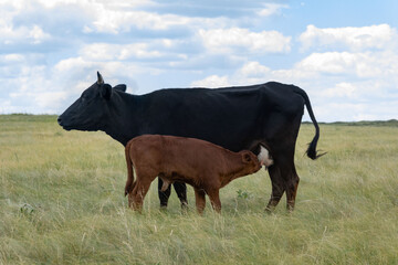 Cow with a calf on a green field