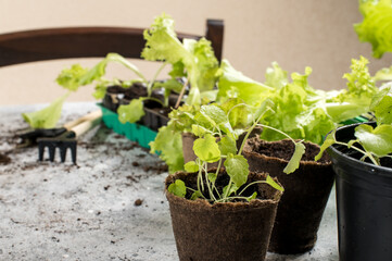 Gardening, planting at home. Little salad in peat and plastic pot
