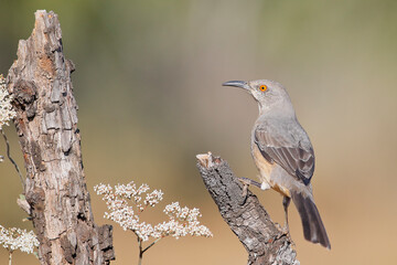Curve-billed thrasher (Toxostoma curvirostre), South Texas, USA