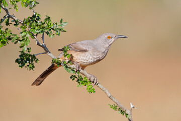 Curve-billed thrasher (Toxostoma curvirostre) on branch, South Texas, USA