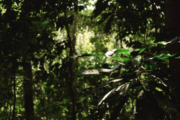 Obraz na płótnie Canvas jungle trees