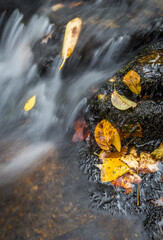 Abstract treatment of small cascade surrounded by fall leaves