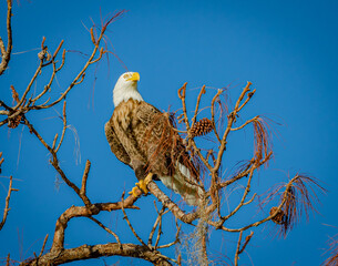 American bald eagle looking for mate, facing right