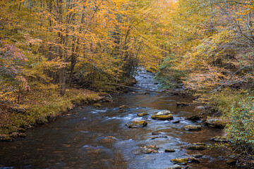 Autumn colors surrounds gentle creek in mountains