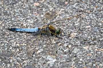 Großer Blaupfeil ( Orthetrum cancellatum ) Männchen.