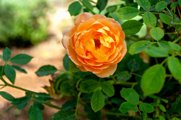 Superb orange rose growing in a flowerbed in a garden.