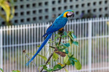 Obraz premium Guacamayas en Caracas 120