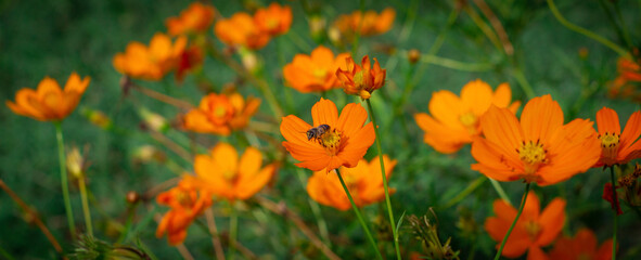 Photography orange flowers with one bee