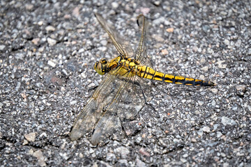 Großer Blaupfeil ( Orthetrum cancellatum ) Weibchen.