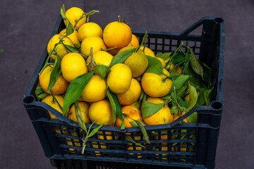 Freshly Harvested Oranges in a box on an Italian Fruit Farm