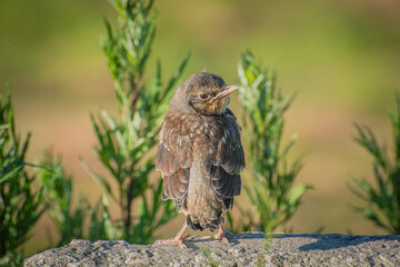 a brown baby bird on a grey stone