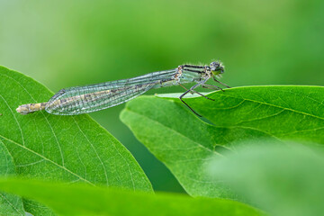 Gemeine Becherjungfer ( Enallagma cyathigerum ) Weibchen.
