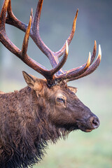 Fototapeta premium Close up of male elk portrait looking right