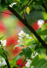 Obraz premium Jasmine