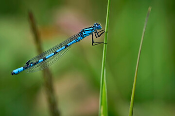 Gemeine Becherjungfer ( Enallagma cyathigerum ).