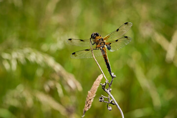 Vierfleck ( Libellula quadrimaculata ).