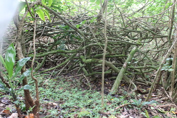 Ualaka'a Trail Tantalus Drive Oahu Island Hawaii