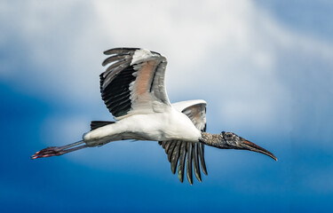 Close up of Wood Stork as he flies to the right .
