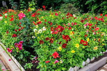 Fototapeta na wymiar Colorful dahlia flowers on a flower bed