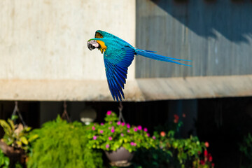 Guacamayas en Caracas 118
