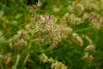 Natural slightly blurred background from inflorescences of green tall grass after rain.