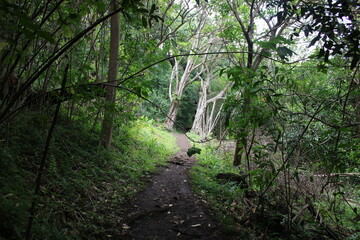Obraz premium Ualaka'a Trail Tantalus Drive Oahu Island Hawaii