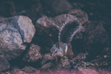 squirrel 