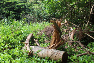 Ualaka'a Trail Tantalus Drive Oahu Island Hawaii
