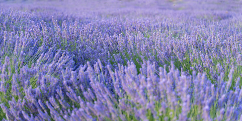 Fototapeta na wymiar Amazing, beautiful shot of purple lavender flowers in nature 