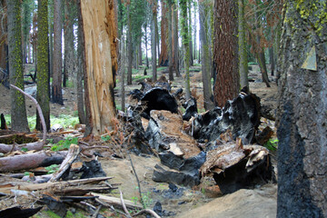 Forest in Sequoia National Park (CA 00708)