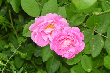 pink rose in garden