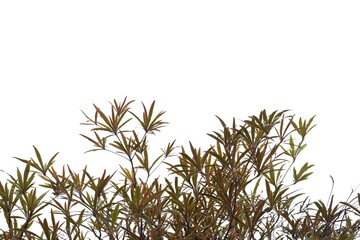 Tropical tree with leaves branches on white isolated background 