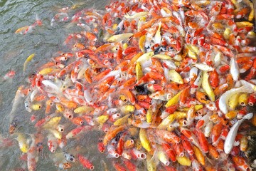 In selective focus many  orange yellow fancy carp fish waiting for feeding meal in a lake