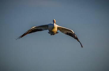 Giant white pelican gliding through the air with winfs spread.