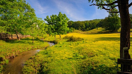 Naklejka premium Gentle babbling brook wanders through fields of buttercups